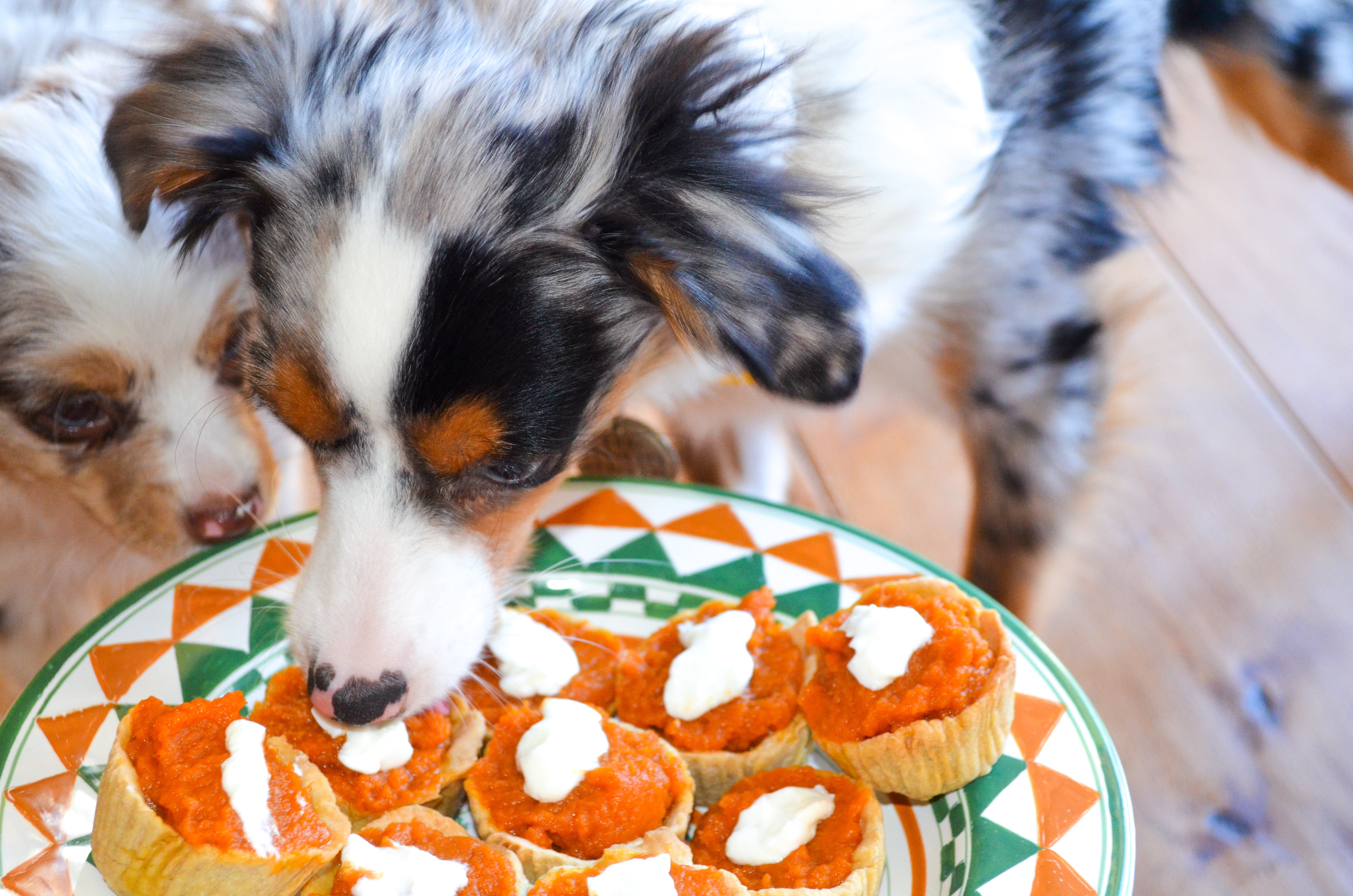 Pumpkin Pie for Dogs