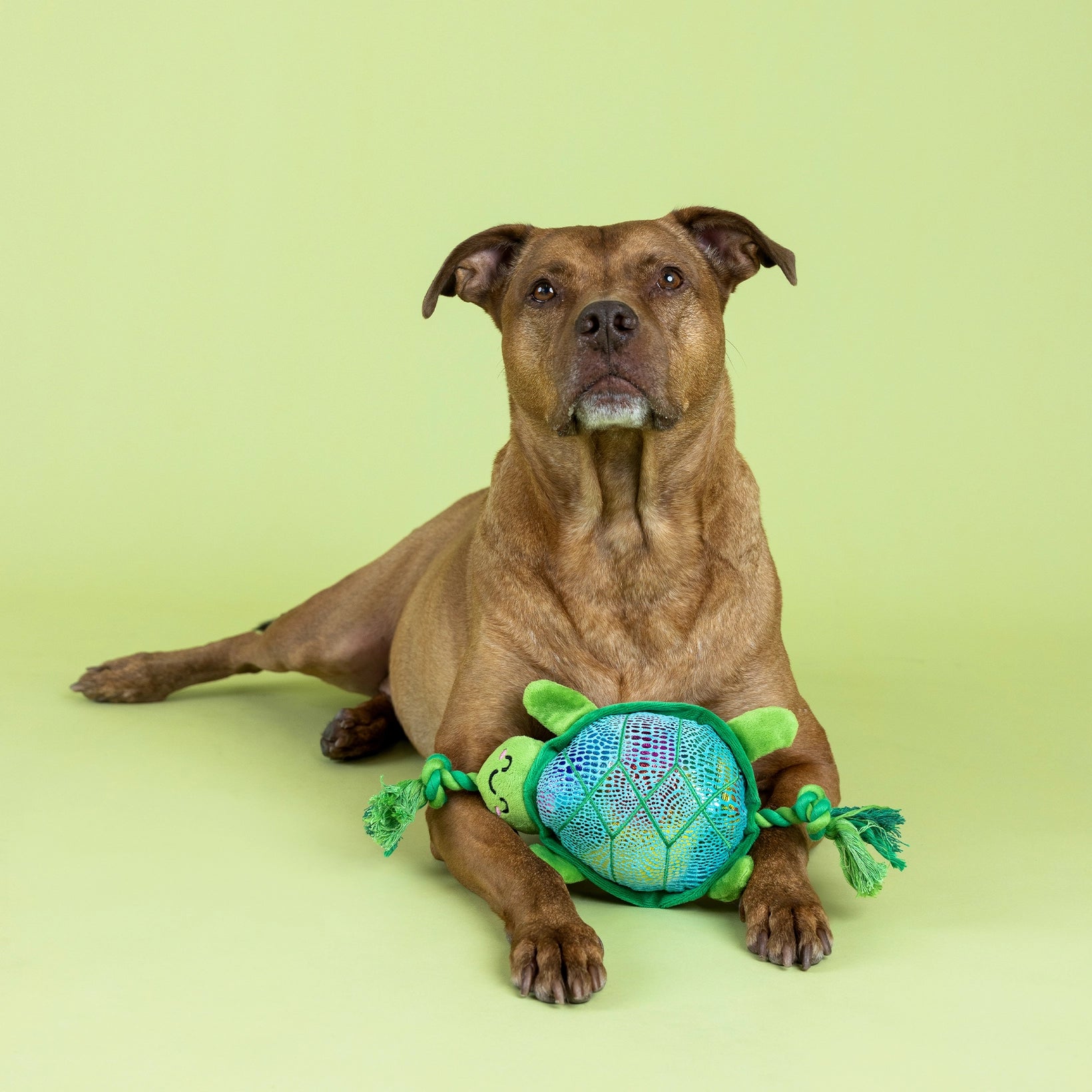 Shello There Plush Dog Toy