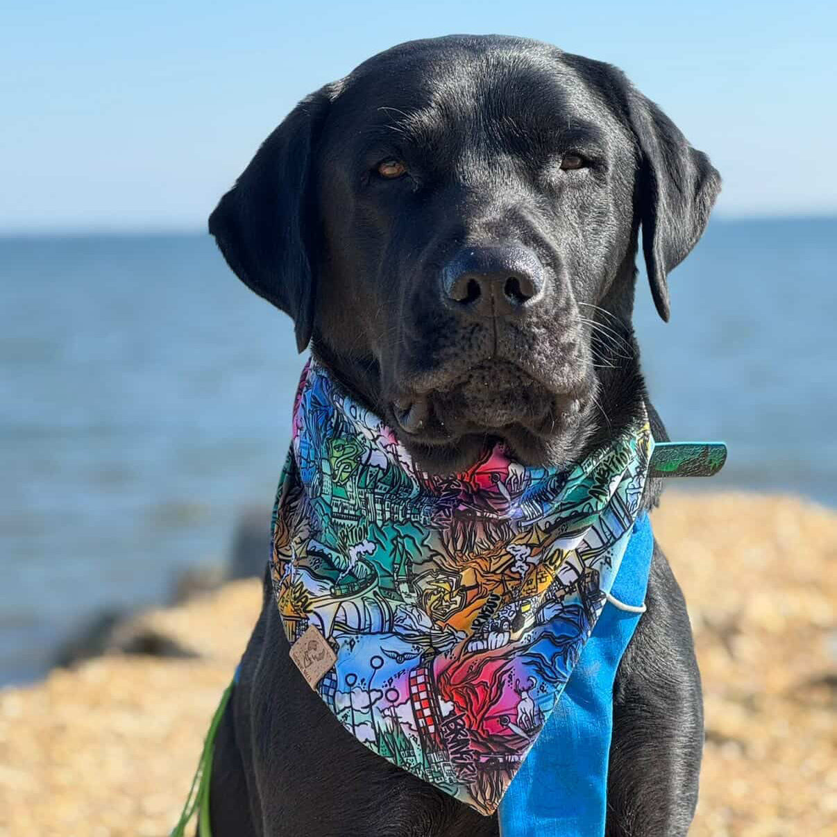 Wizard School - Bandana