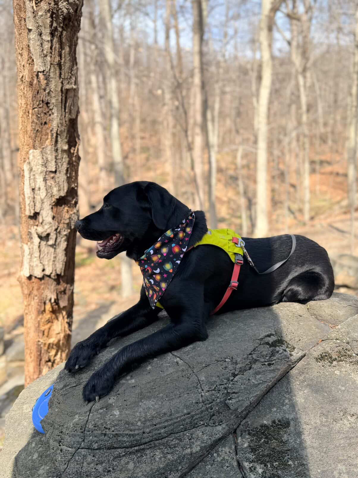 Trail Buddy - Active Snap On Bandana (Reversible)