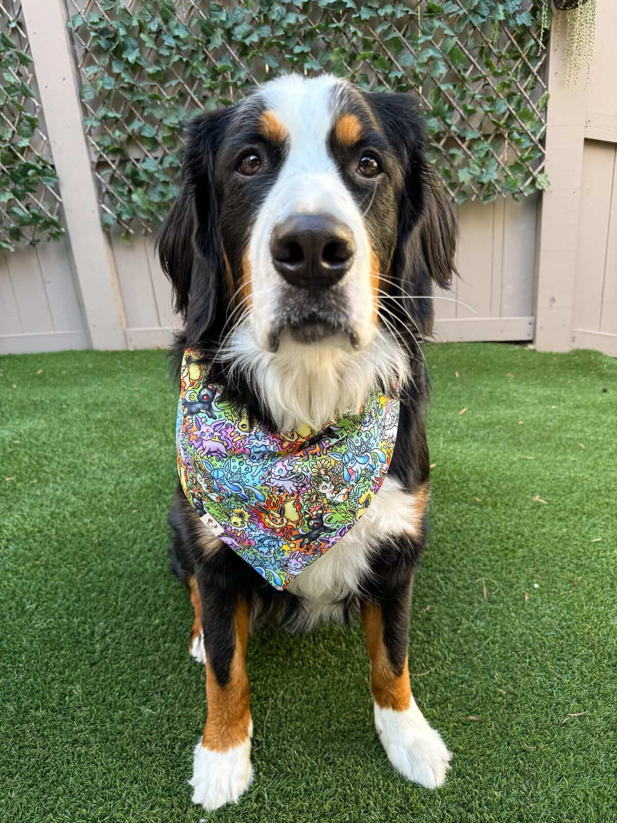 Rainbow Evolutions - Bandana (Reversible)