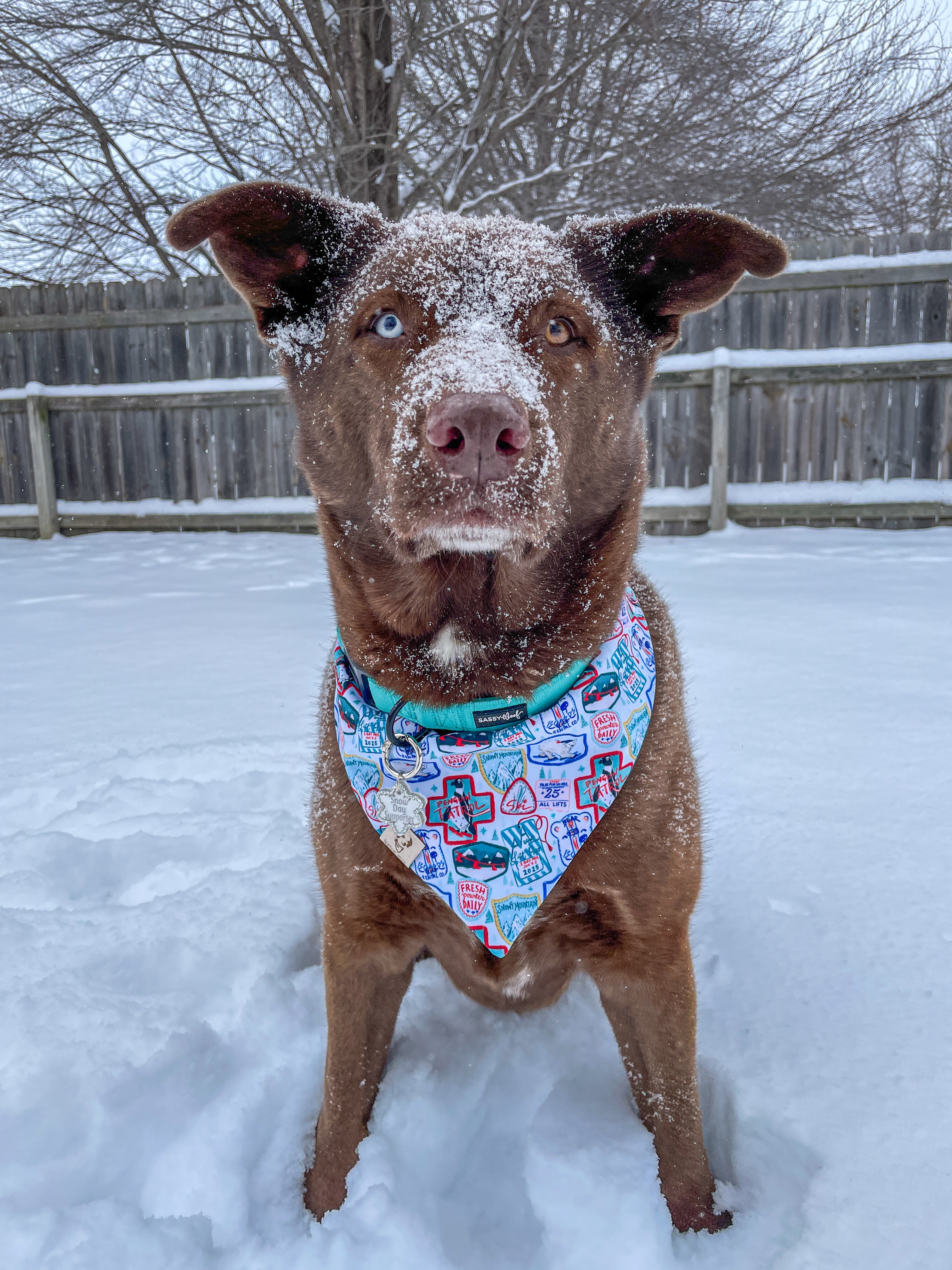 Ski Season (December Monthly Mystery) - Bandana
