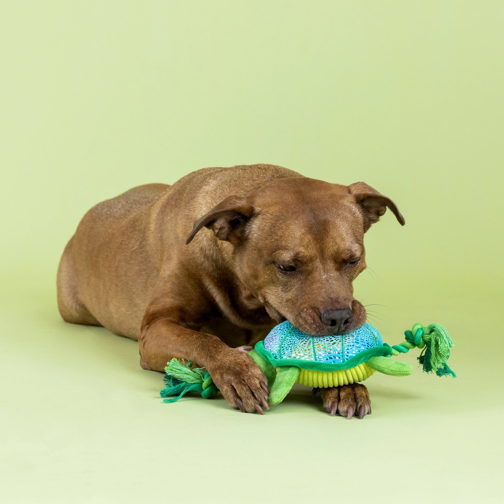 Shello There Plush Dog Toy
