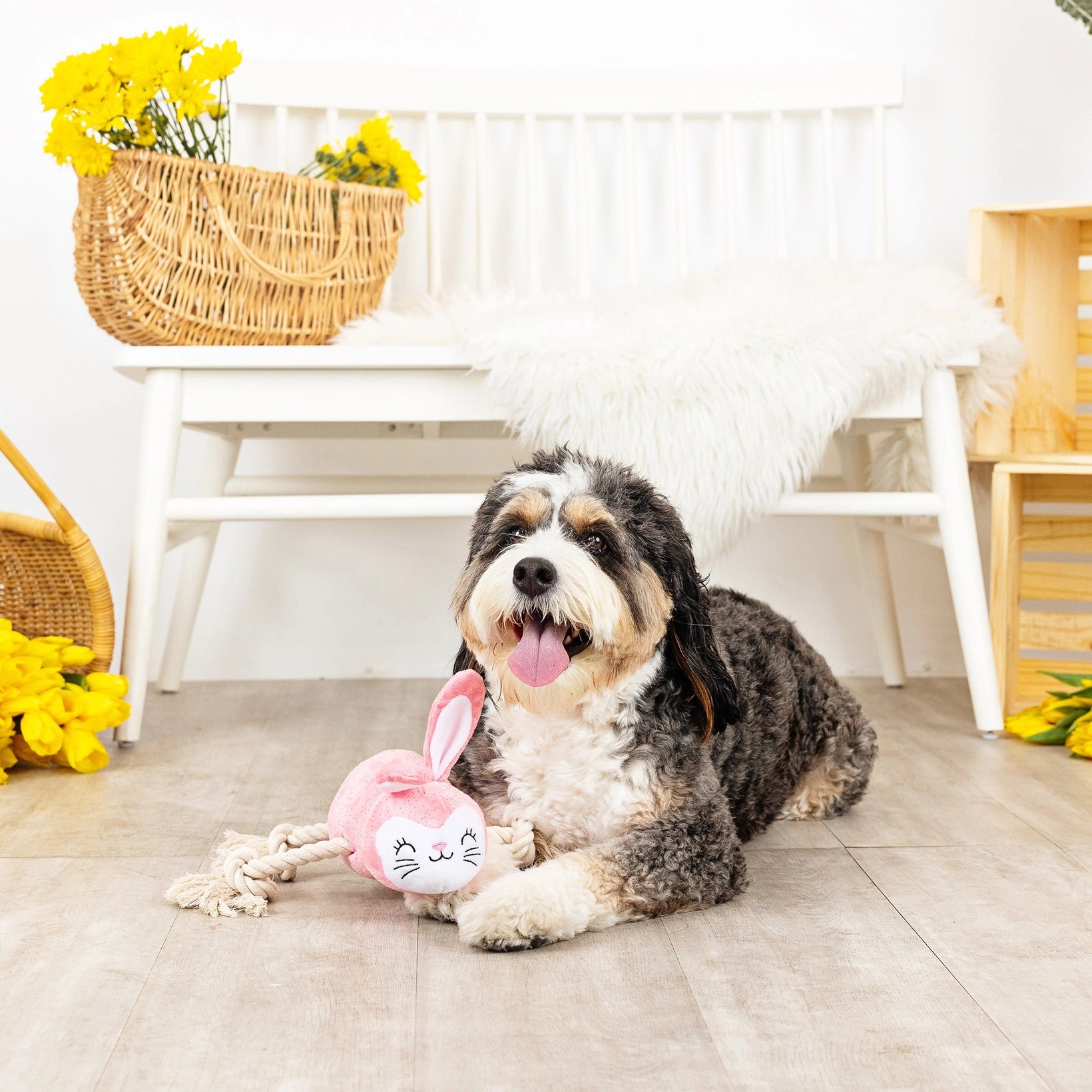 No Bunny Compares Plush Dog Toy