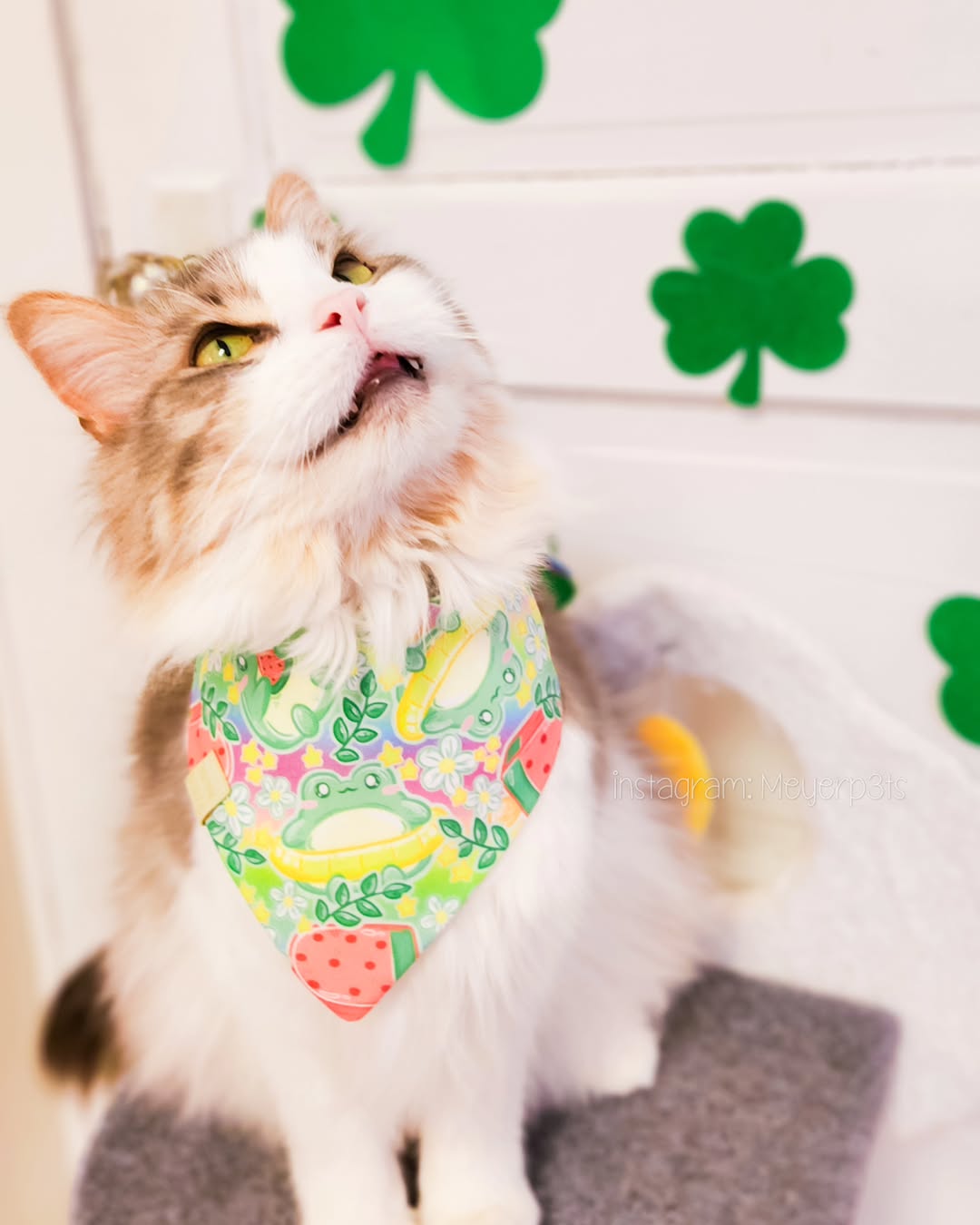 Frog Summer - Bandana