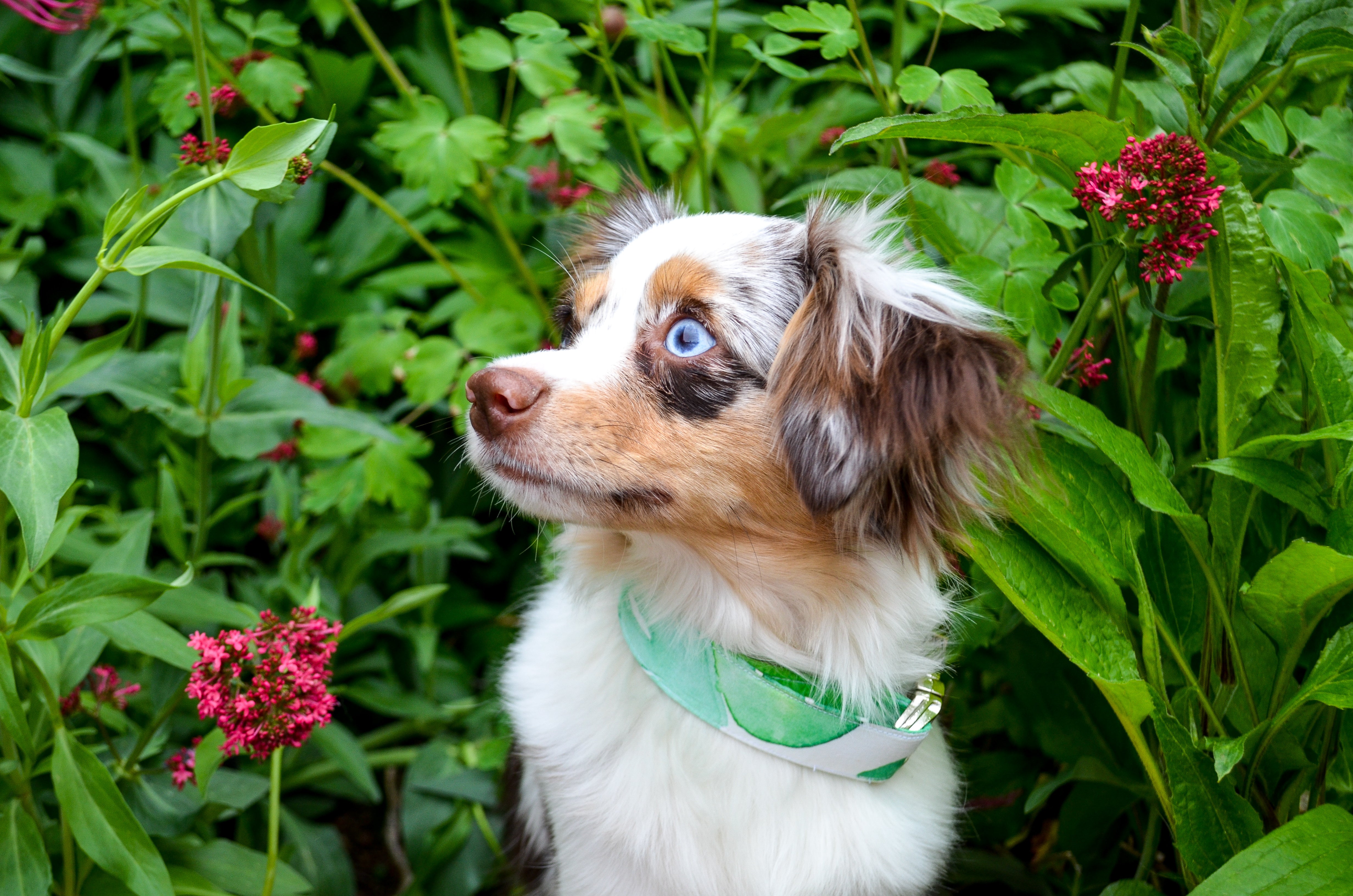 Monstera Eco Canvas Dog Collar