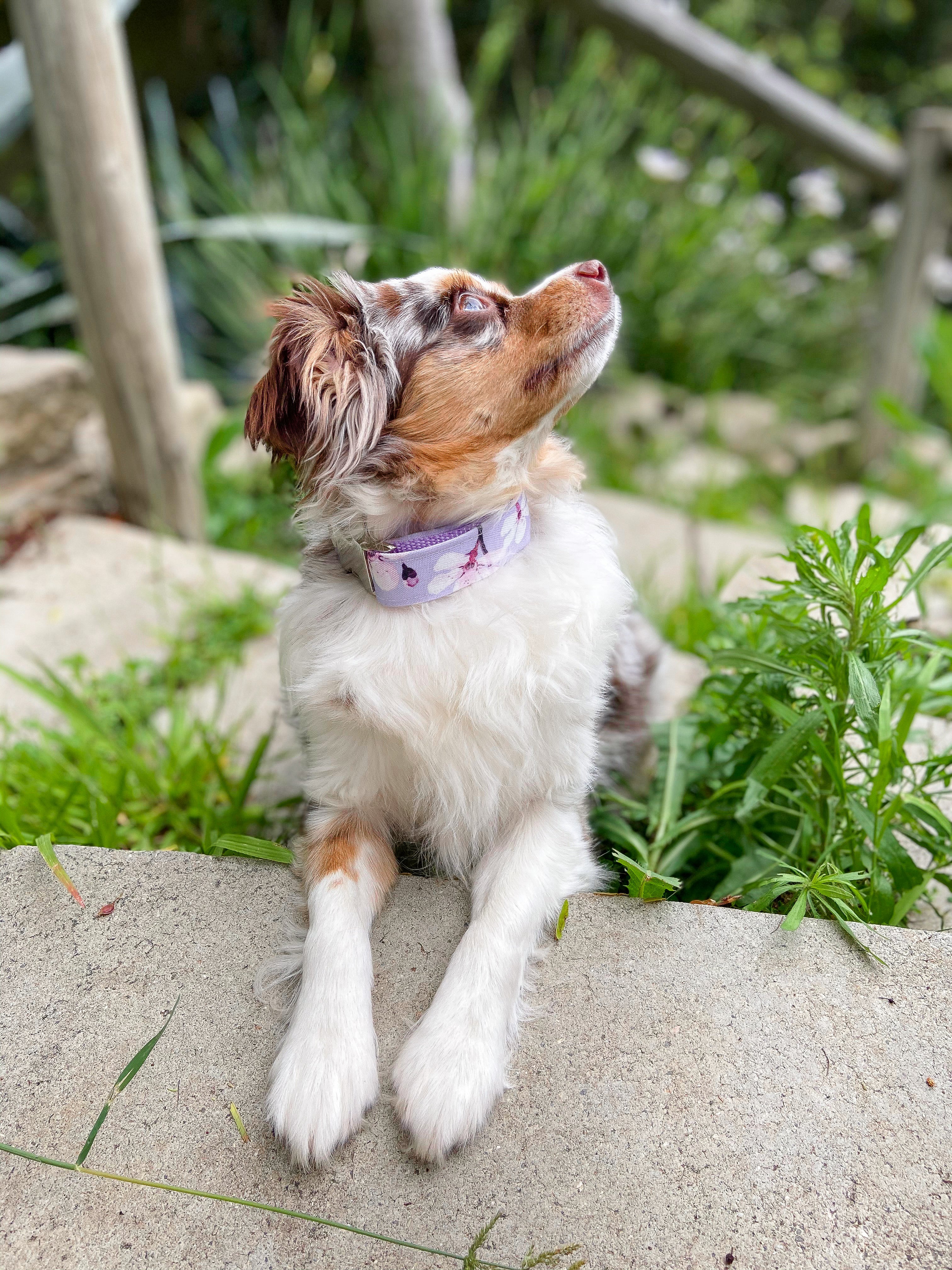 Kireina Eco Canvas Dog Collar