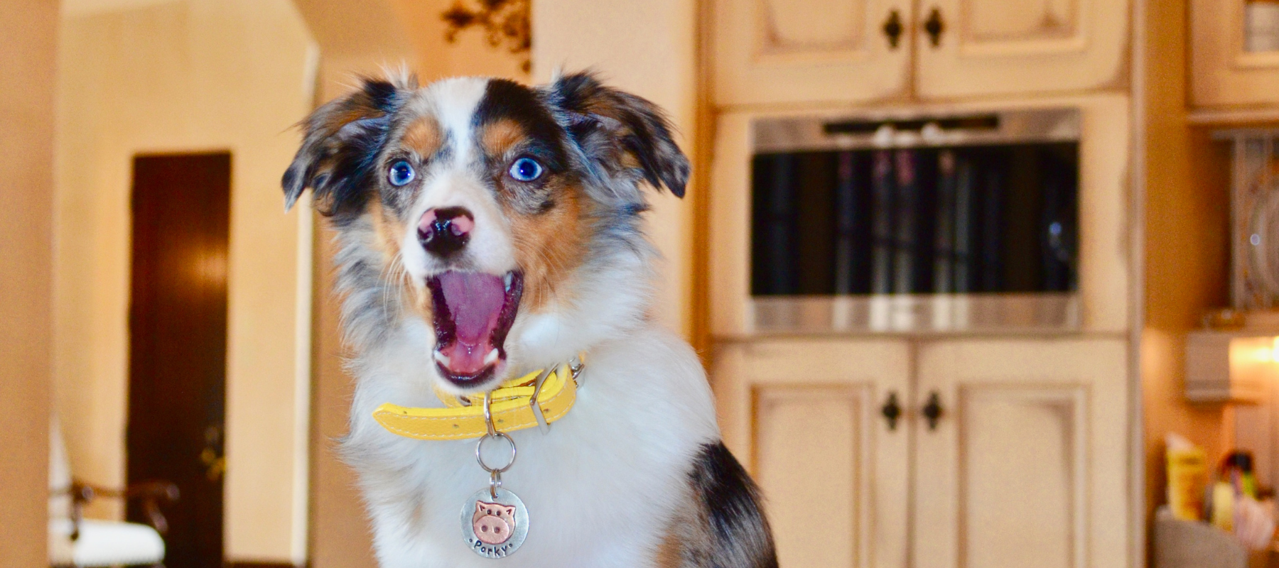 Dangerous Foods for Dogs
