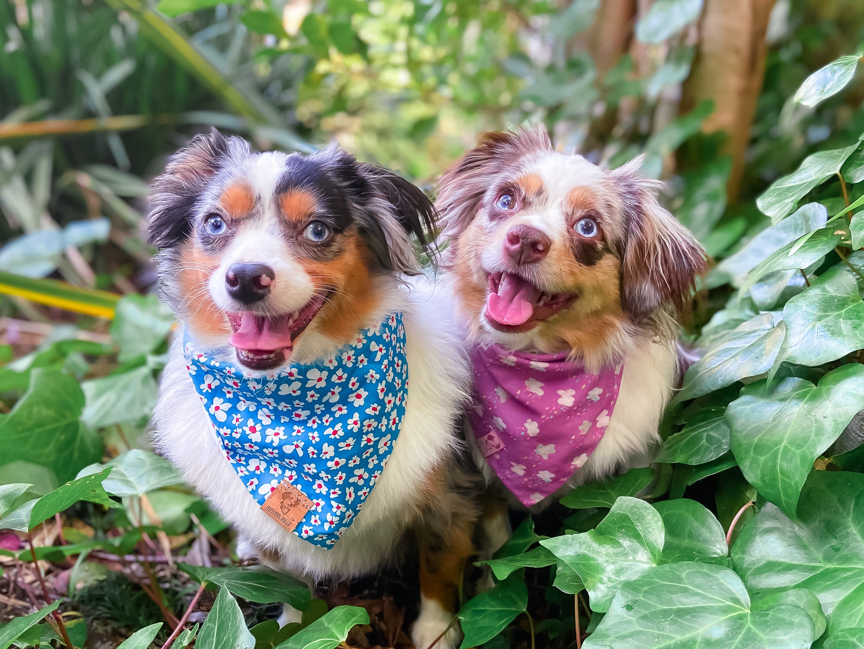 How to Keep Dogs Cool This Summer