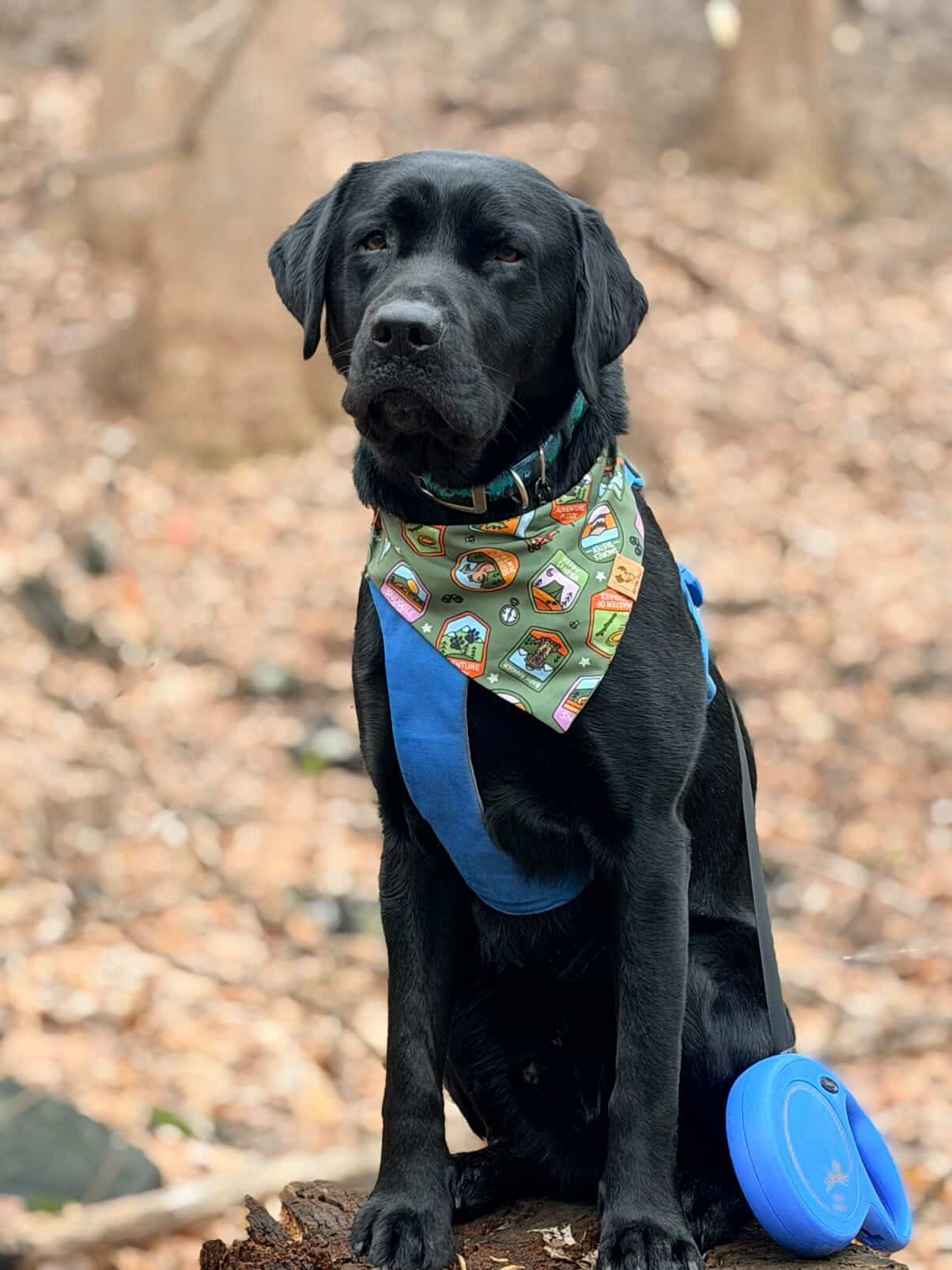 Happy Camper -  Bandana (Reversible)