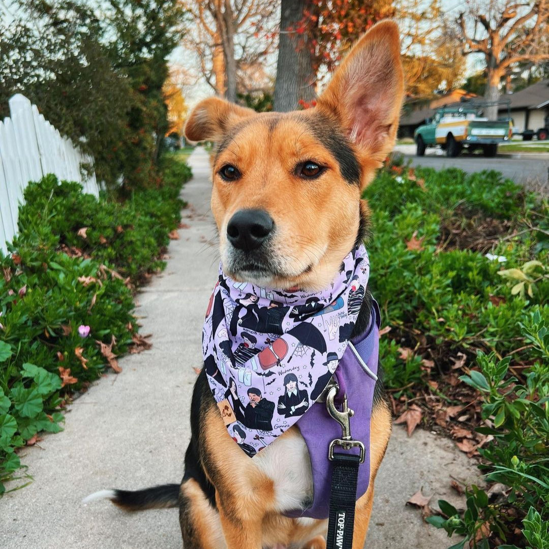 Wednesday -  Bandana (Reversible)