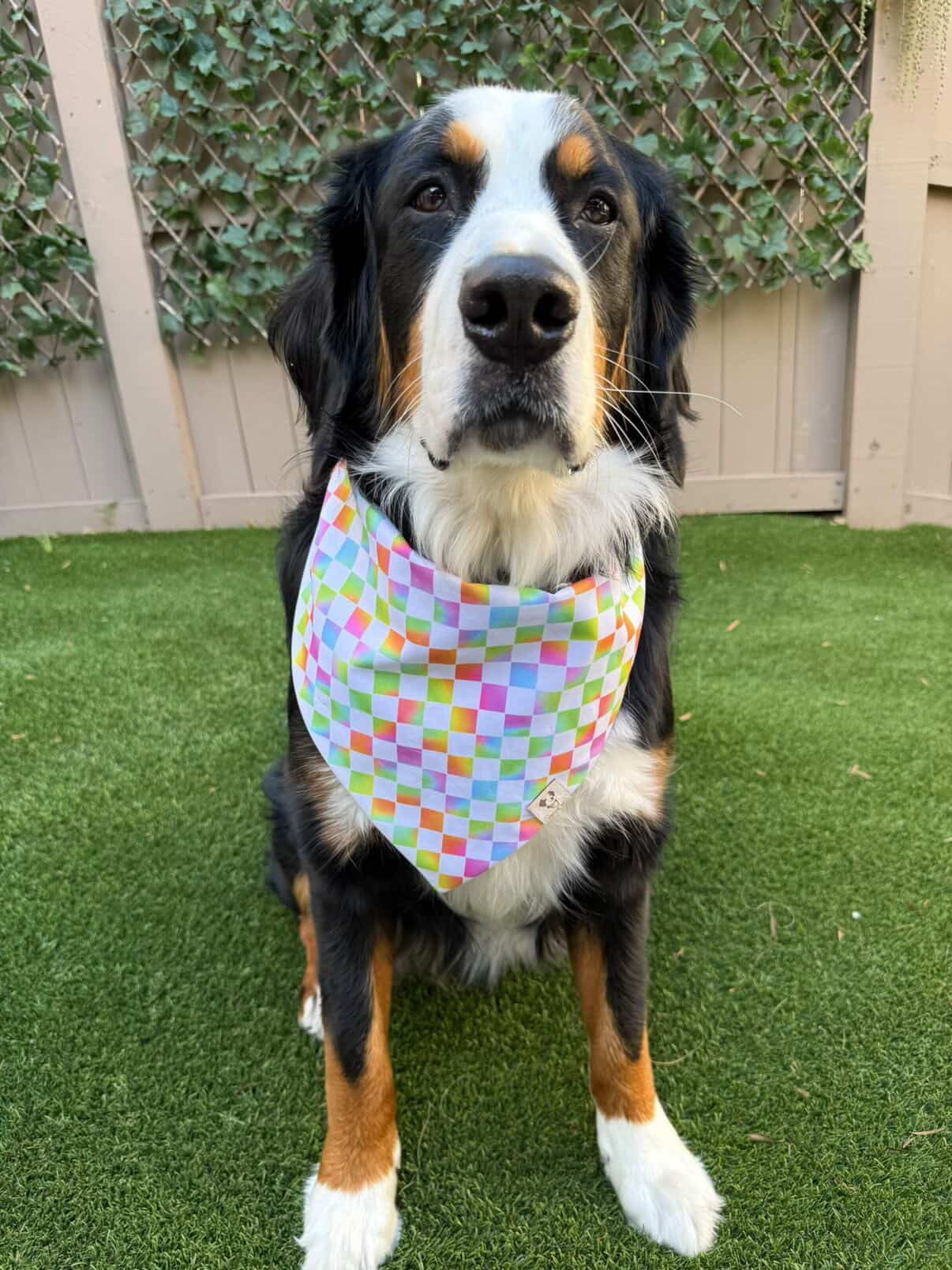 Rainbow Evolutions - Bandana (Reversible)
