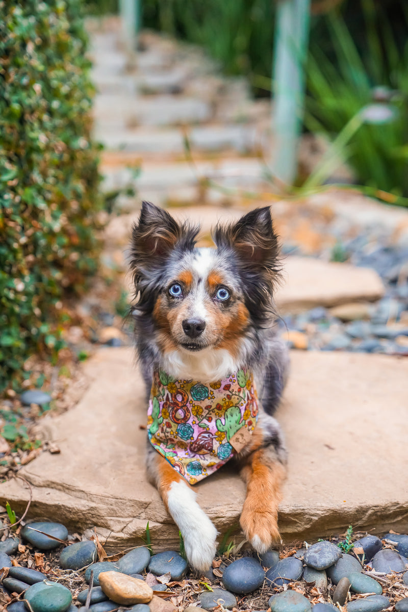 Southwest - Bandana