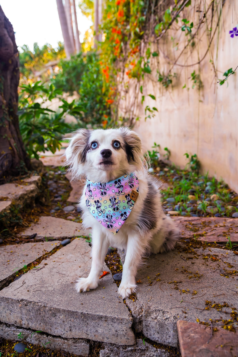 Easter Mouse - Bandana