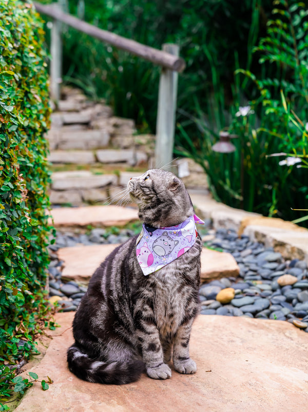 Kitty Squish - Curved Snap On Bandana