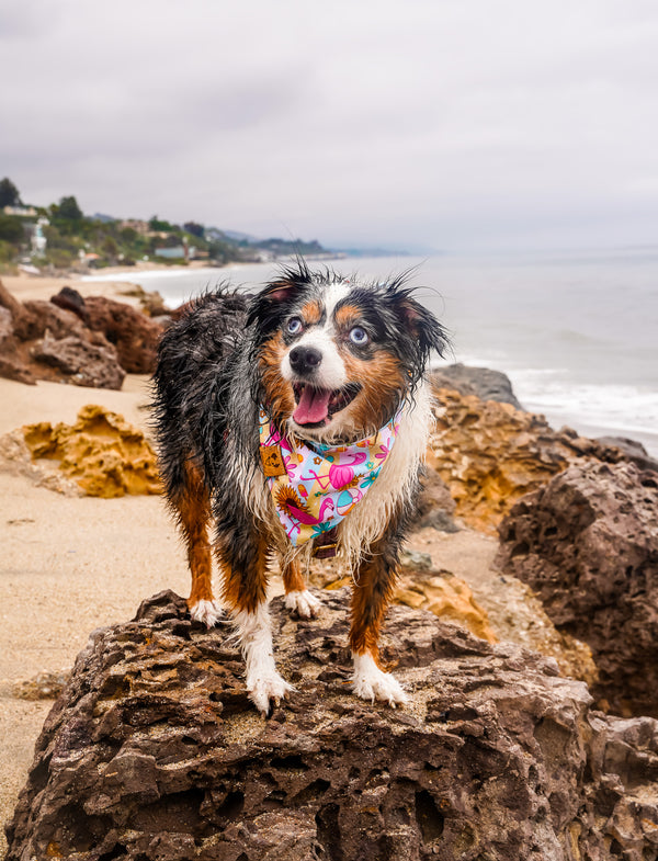 Flamingo Summer - Curved Snap On Bandana